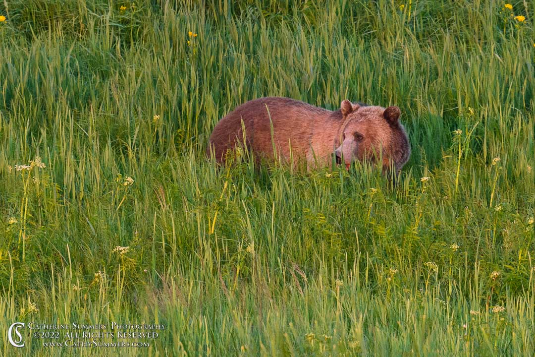 Grizzly Bear in the Late Afternoon Sunlight - Yellowstone National Park