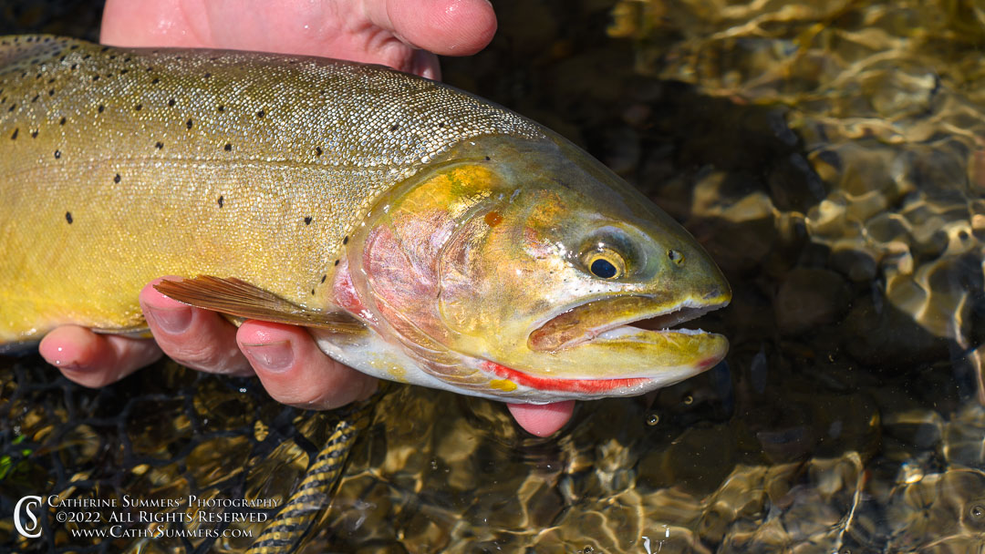 Cutthroat Trout Headed Back to the Yellowstone River