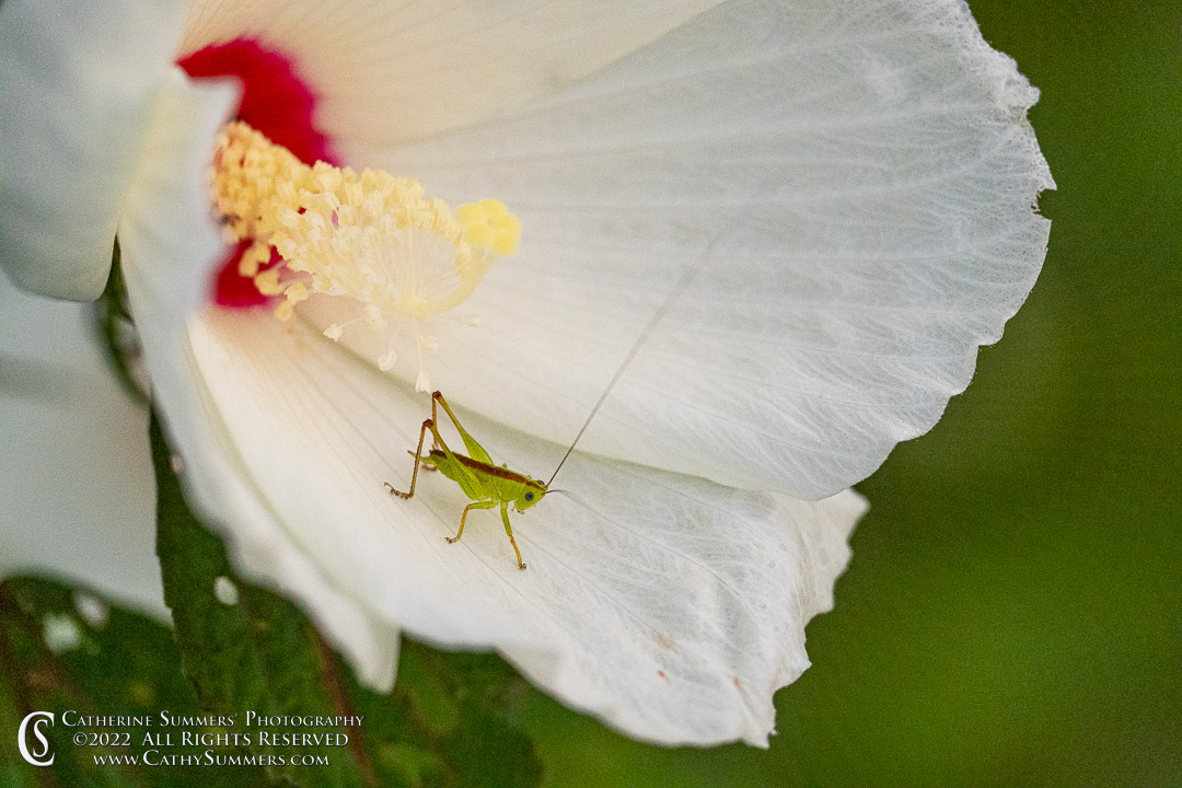 Grasshopper and Marshmallow