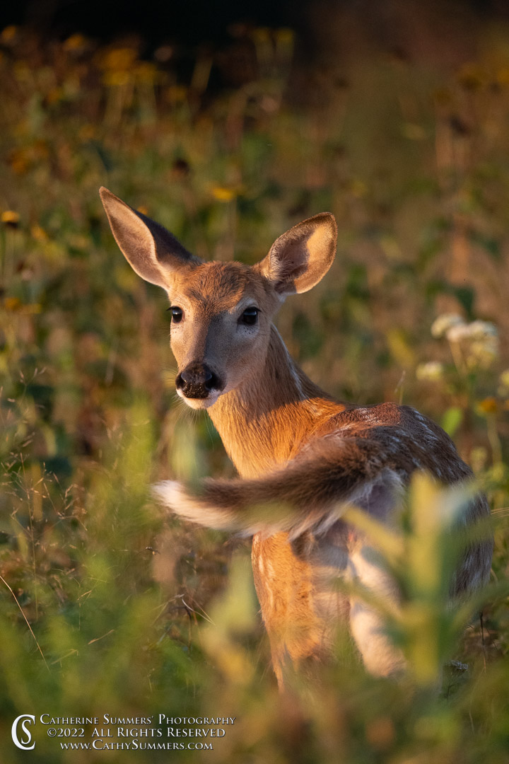 Whitetail Fawn in the Early Morning at Big Meadows