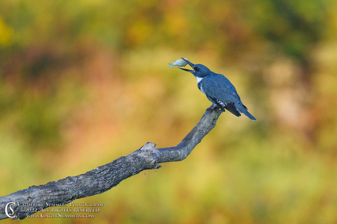 20220920_NZ90280: horizontal, bird, Huntley Meadows, Kingfisher