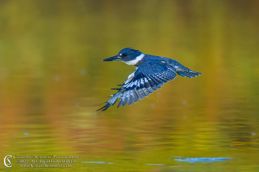 Kingfisher in Flight at Huntley Meadows