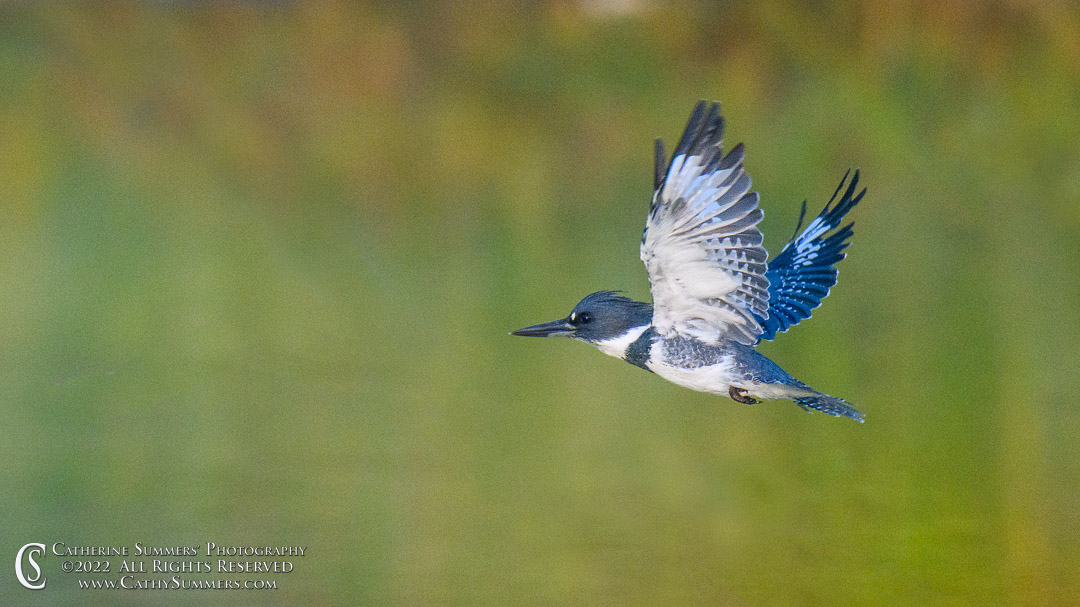 20220920_NZ90406: horizontal, bird, Huntley Meadows, Kingfisher