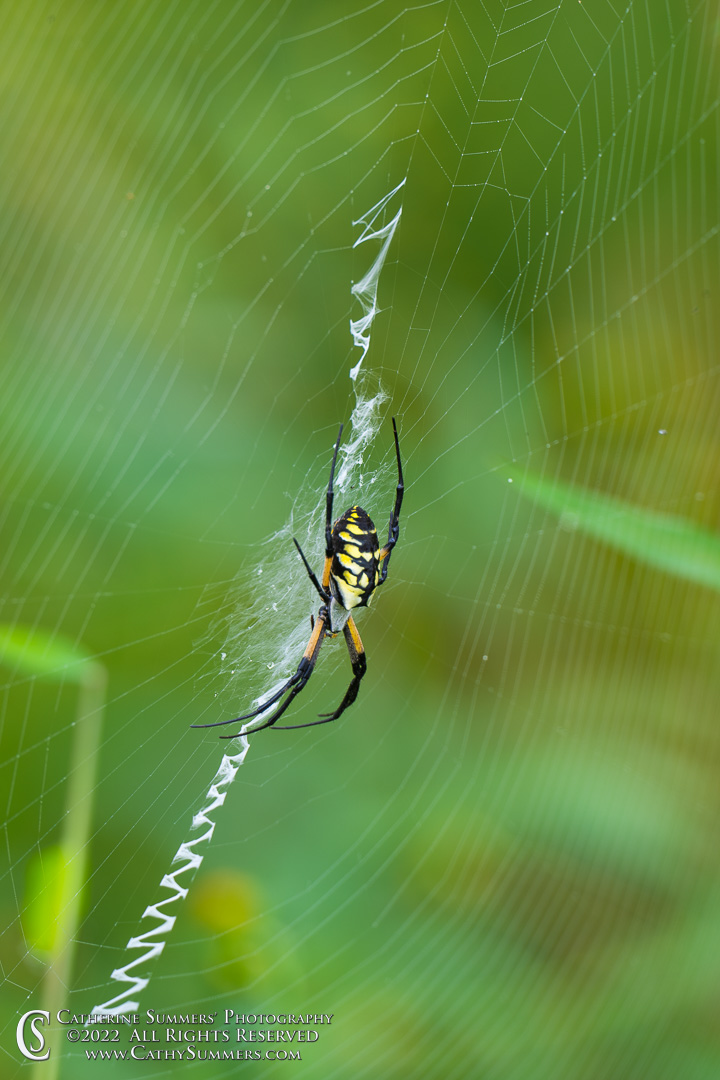 20220920_NZ90653: vertical, spider, Huntley Meadows, spider web, Orb Weaver