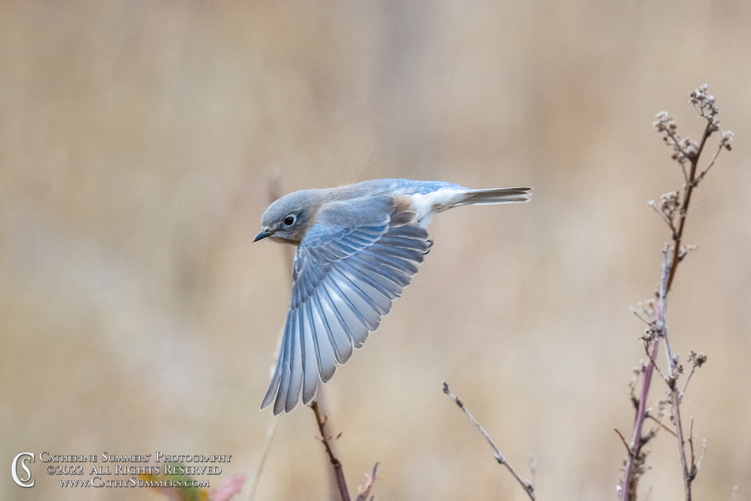 20221028_NZ93736: autumn, Shenandoah National Park, Big Meadows, bluebird, flight