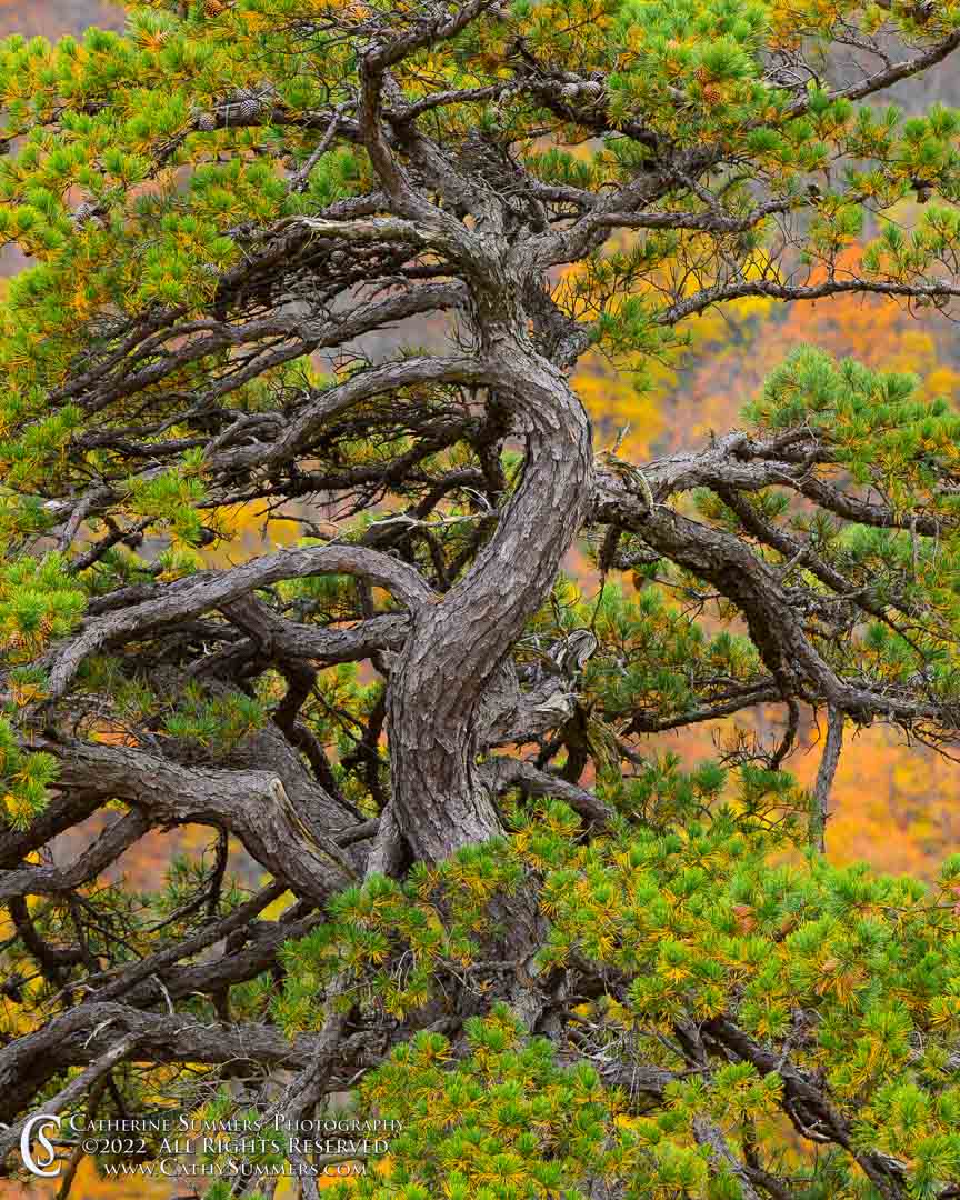 20221028_NZ93874: vertical, Shenandoah National Park, Blue Ridge Mountains, pine tree