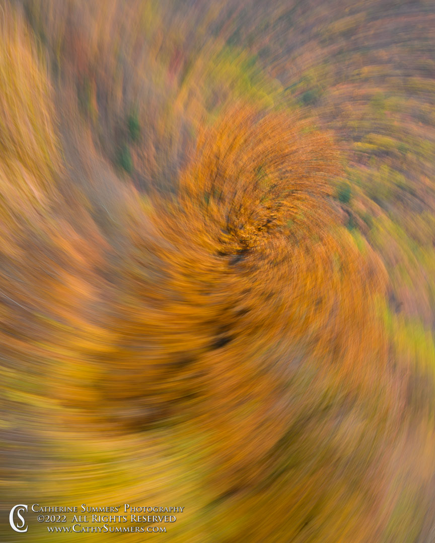 20221028_NZ93879: vertical, autumn, orange, Shenandoah National Park, Blue Ridge Mountains, ICM, golden, Skyline Drive, Bacon Hollow
