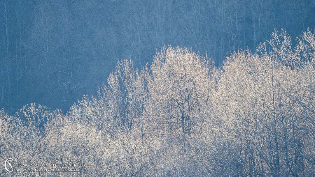 winter , autumn, branches, Shenandoah National Park, Moormans River Overlook