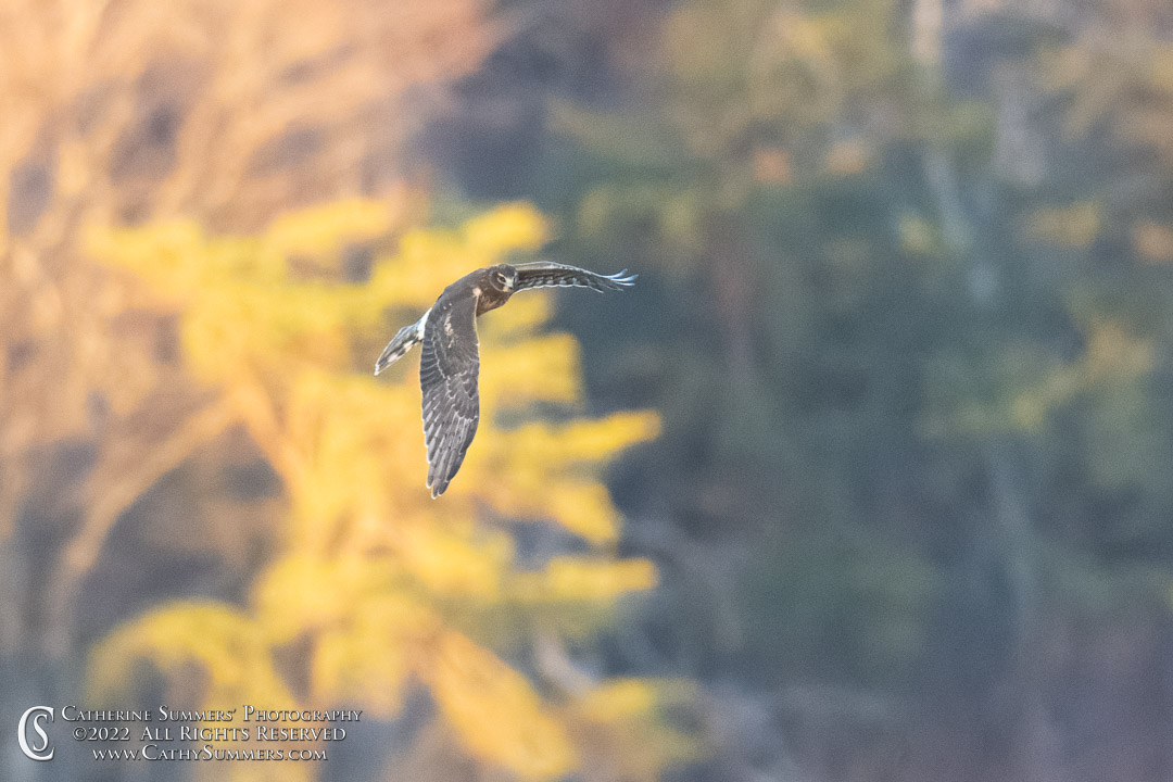 Northern Harrier at Big Meadows on a November Afternoon