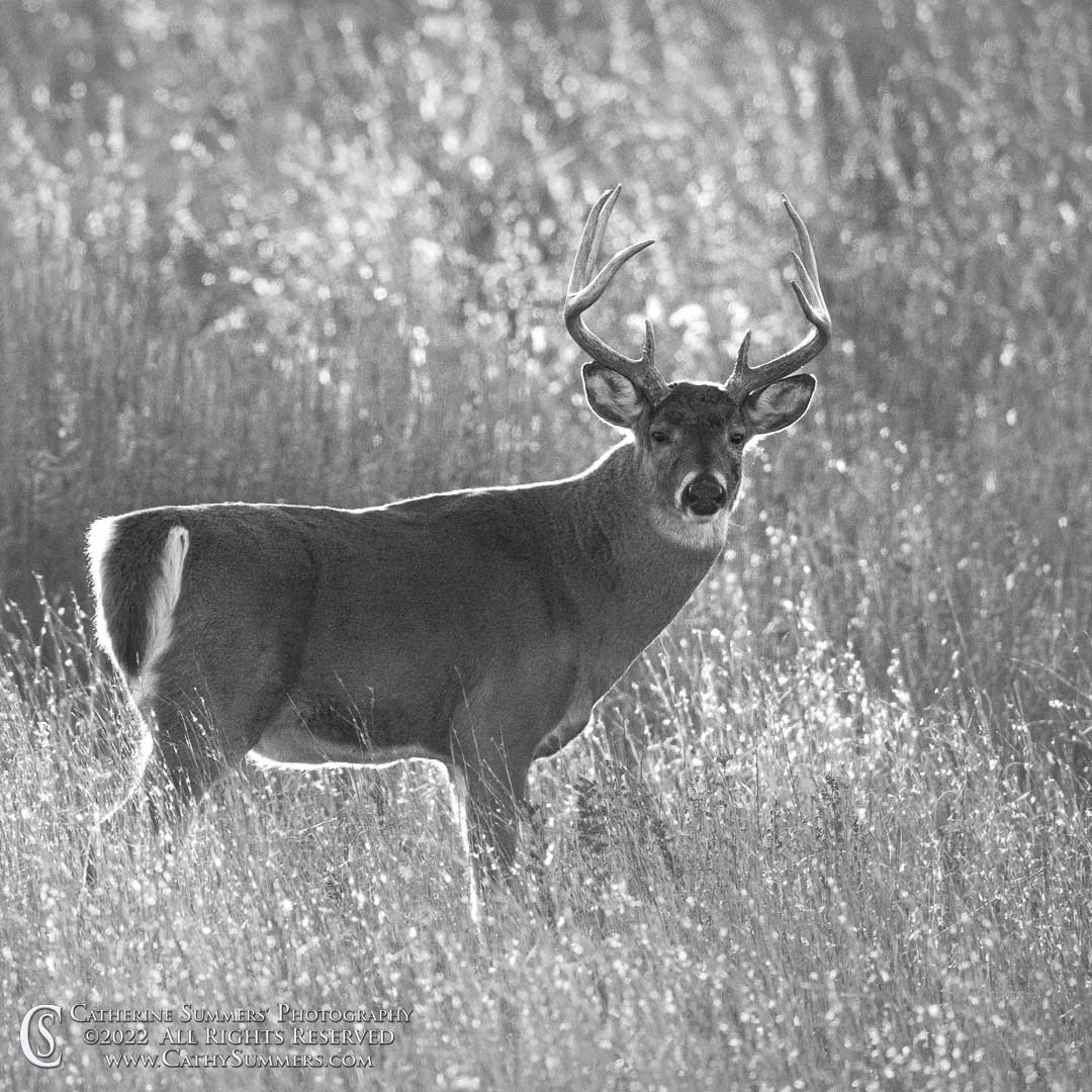 White Tailed Deer Buck in Shenandoah National Park