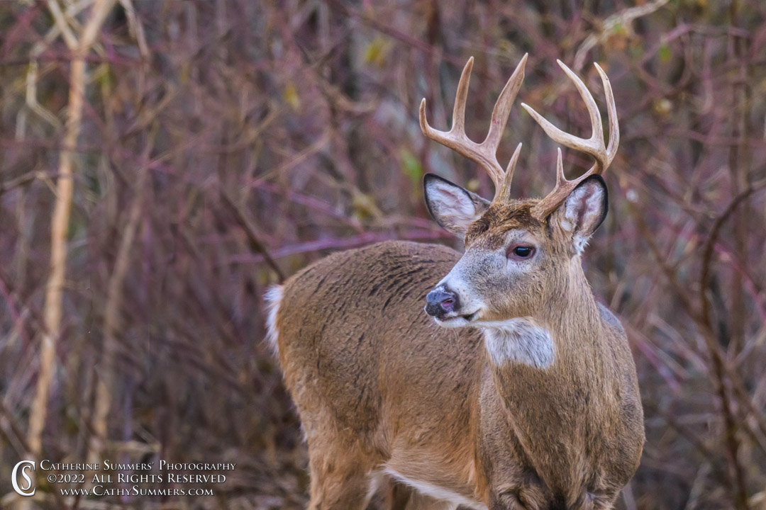 White Tailed Buck in Shenandoah National Park