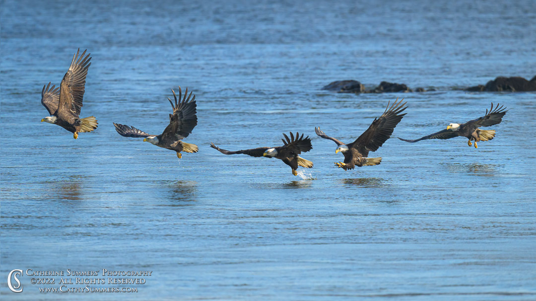 Bald Eagle Fishing at Conowingo Dam on a Winter Morning - Composite Photo