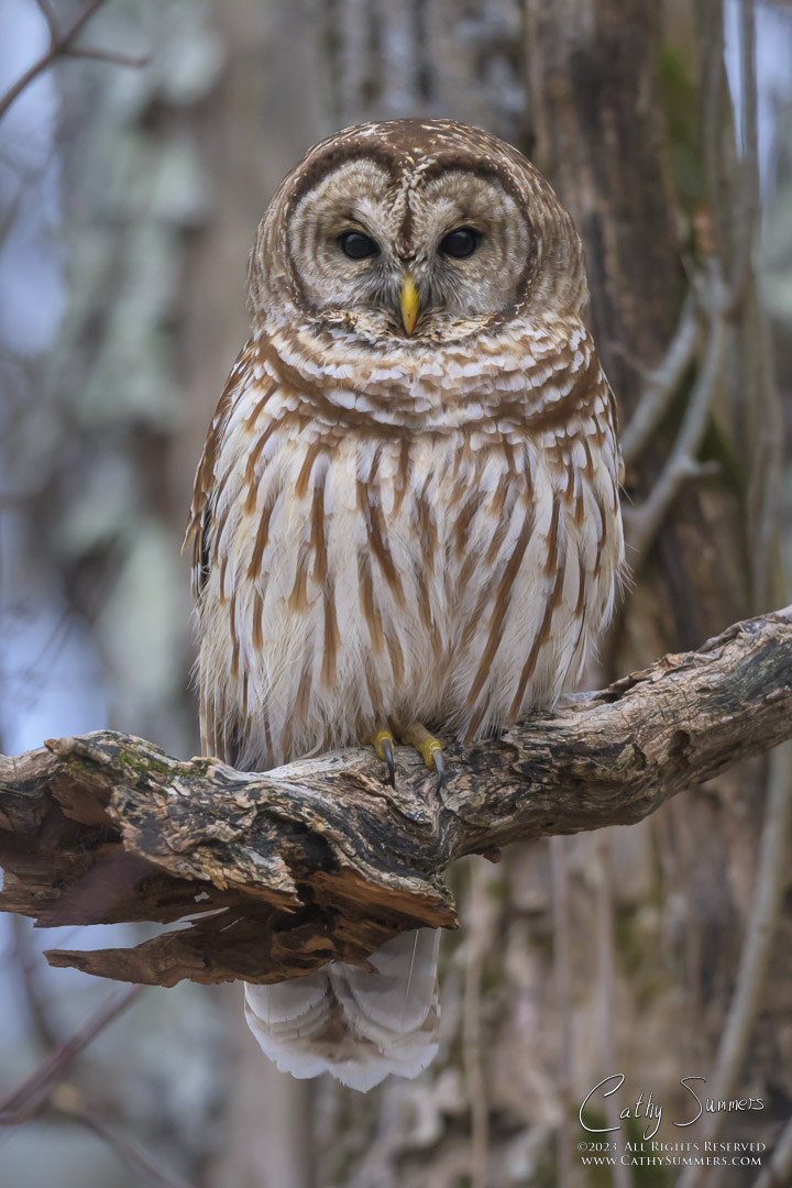 barred owl, owl, bird, wildlfie, Shenandoah National Park