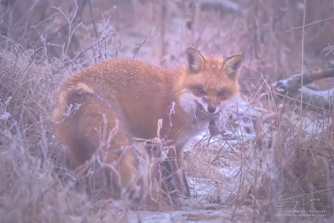 Red Fox and Breakfast in Blowing Snow at Big Meadows