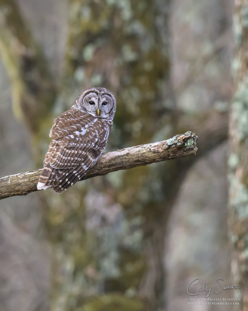 Barred Owl in Shenandoah National Park