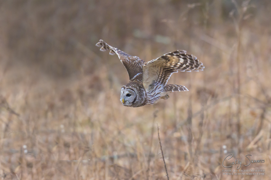 Barred Owl, flying, shenandoah national park