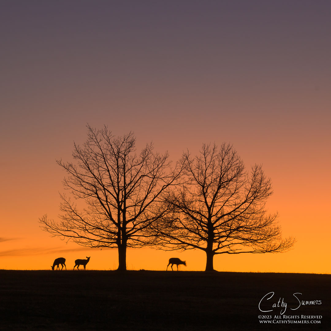 White Tailed Deer Silhouetted Against the Sunset at Big Meadows on a Winter Night