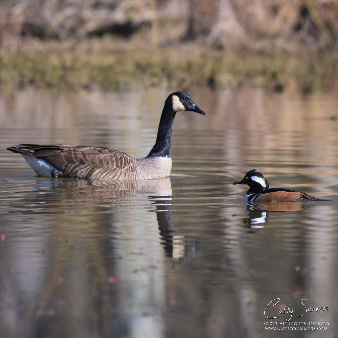Canadian Goose and Hooded Merganser at Huntley Meadows