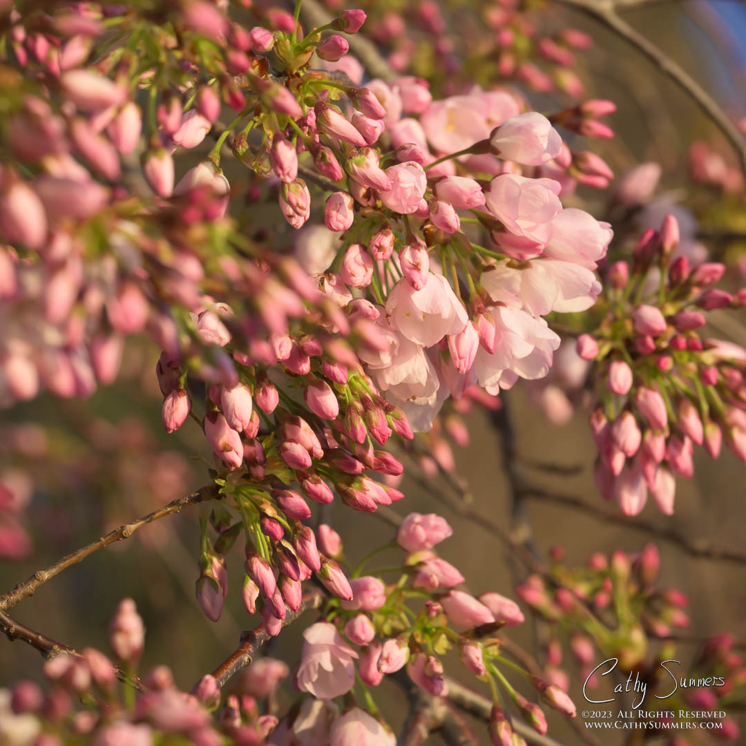 Cherry Blossoms Progressing