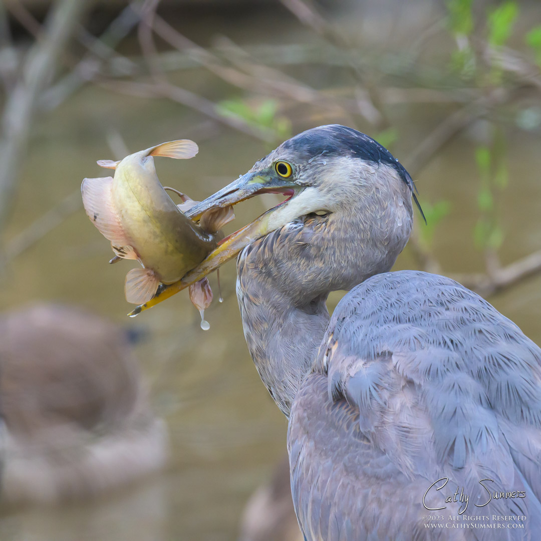 20230322_NZ90211: square, Heron, Great Blue Heron, fish, Huntley Meadows