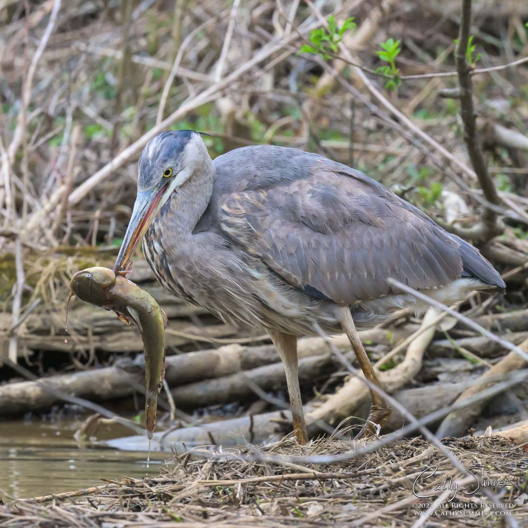 20230322_NZ90253: square, Heron, Great Blue Heron, fish, Huntley Meadows