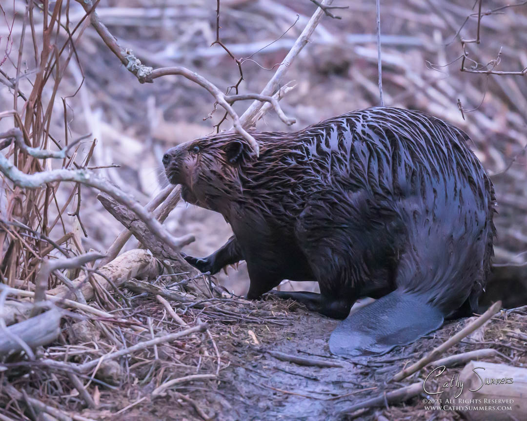 20230322_NZ99970: horizontal, beaver, Huntley Meadows