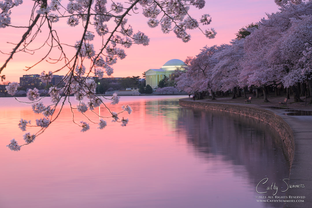 Very Pink Dawn at the Tidal Basin with Cherry Trees in Full Bloom