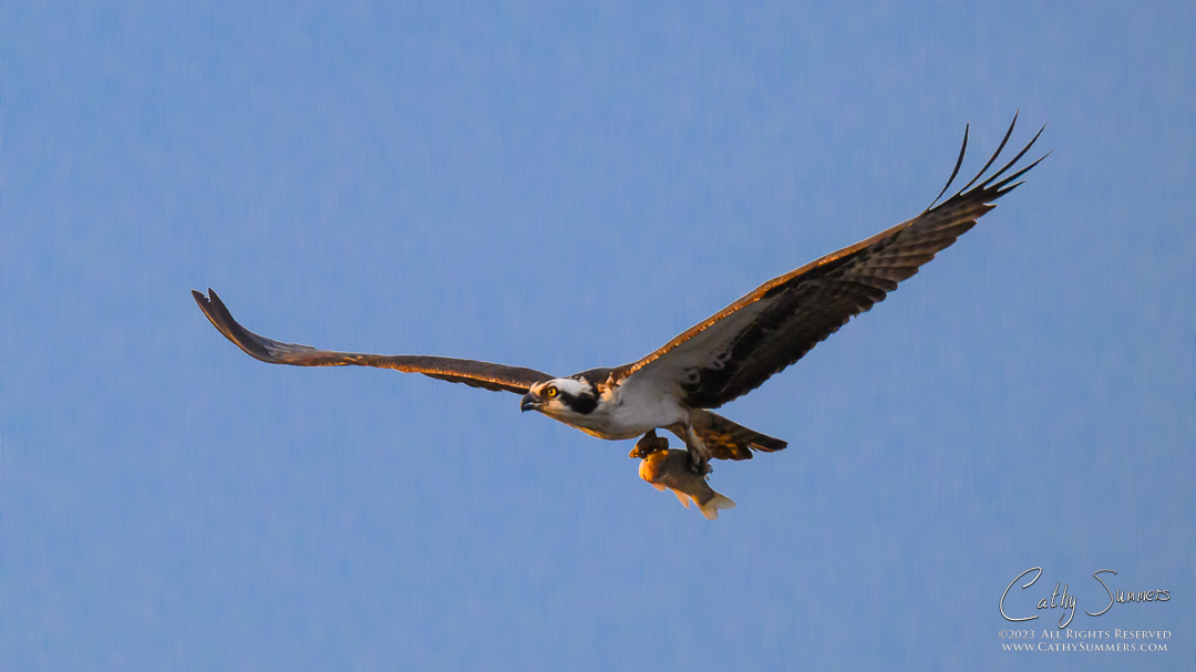 Osprey and Breakfast at Huntley Meadows