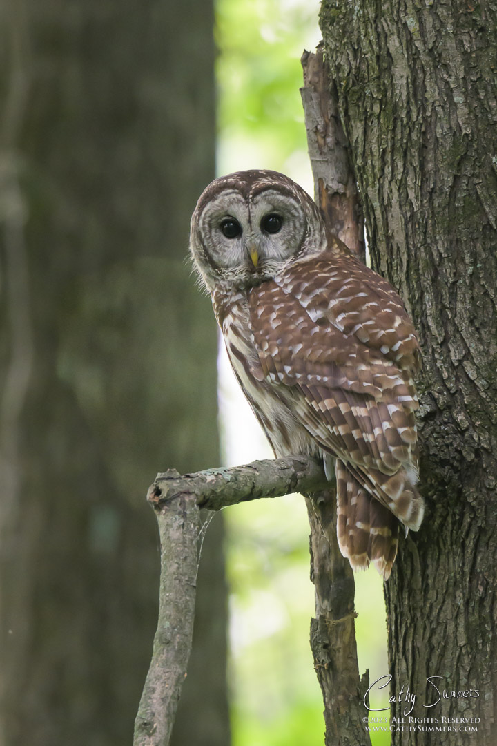20230507_NZ91629: vertical, Dyke Marsh, barred owl
