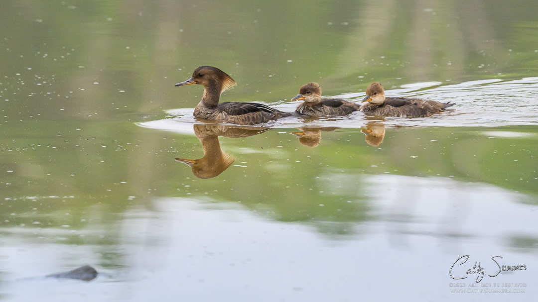 20230508_NZ92117: horizontal, duck, hen, Huntley Meadows, Hooded Merganser, ducklings