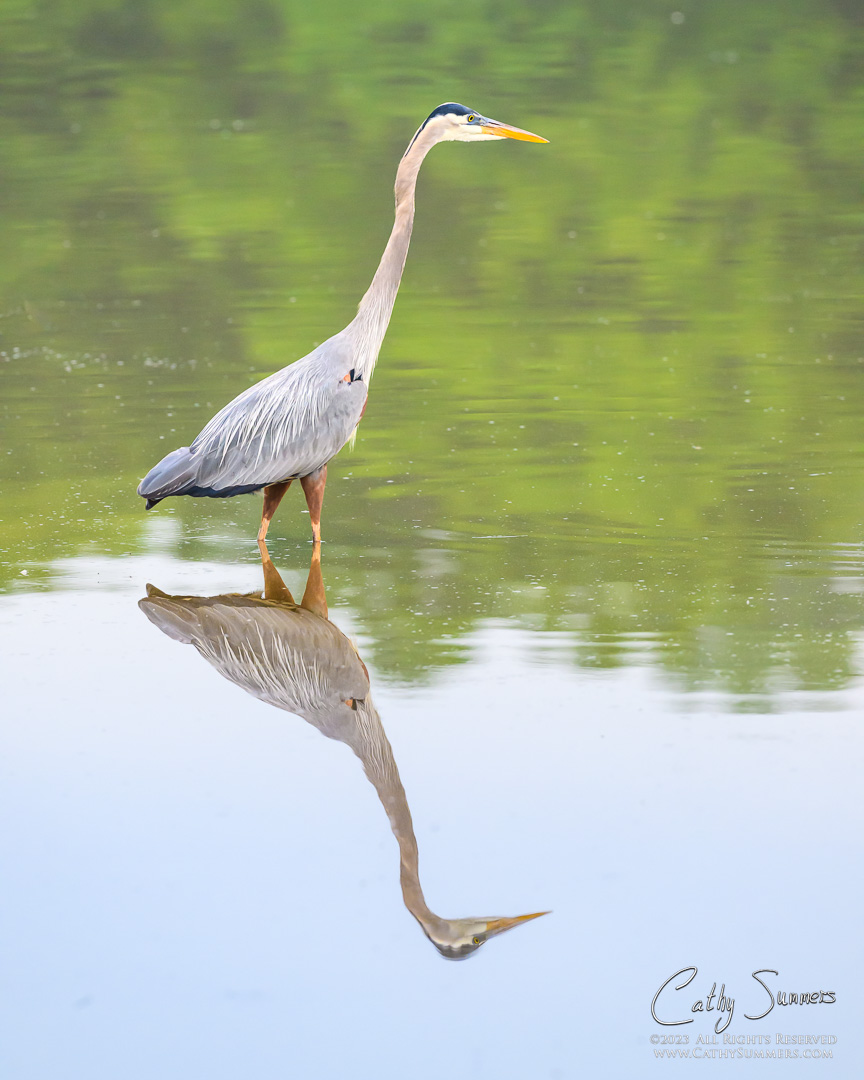 Water, Earth and Sky - Great Blue Heron and Reflections at Huntley Meadows