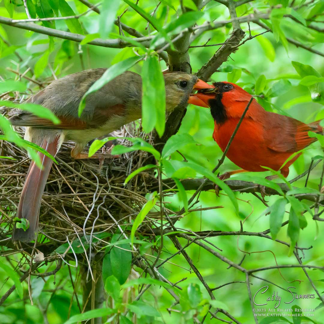 Feeding Time / Cardinals and Chicks at Huntley Meadows