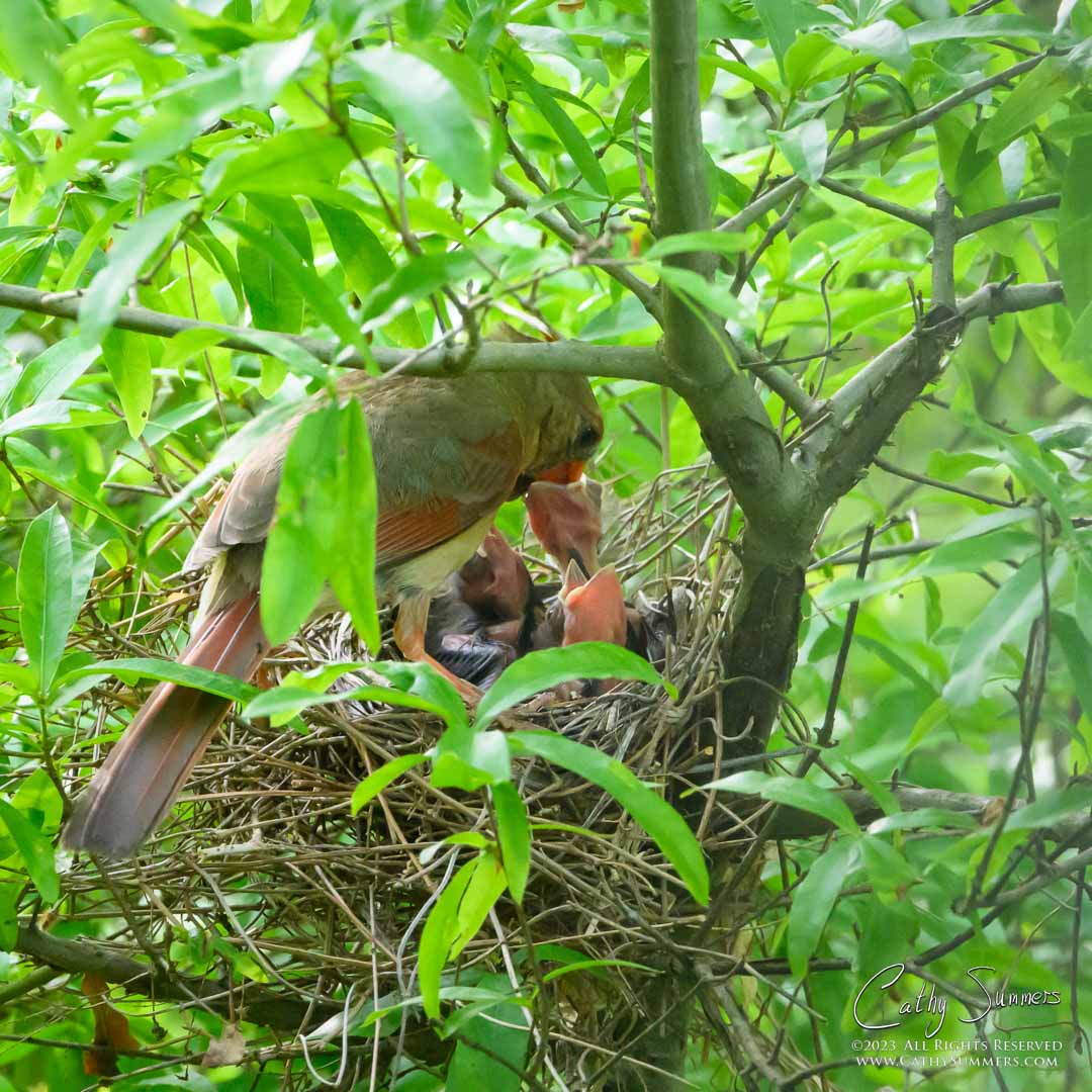 20230515_NZ92886: square, nest, cardinal, Huntley Meadows, chicks