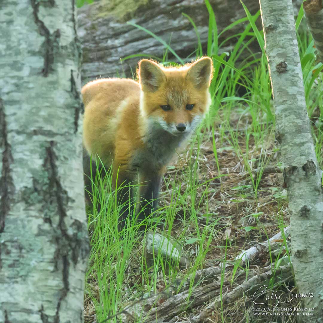 Red Fox Kit in Shenandoah National Park