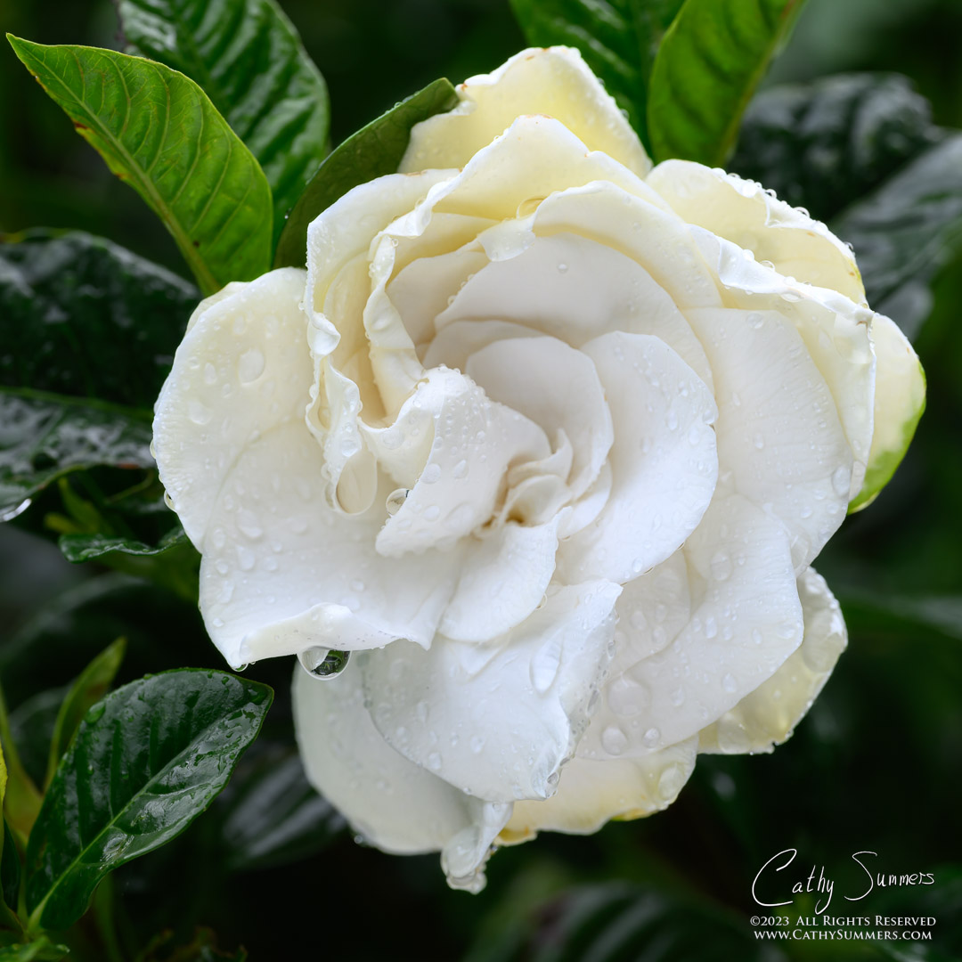 Cape Jasmine Bloom in the Rain