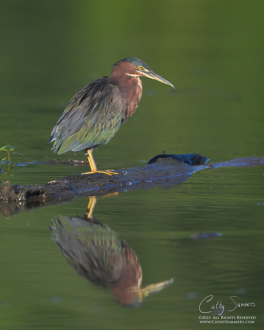 Green Heron and Reflection at Huntley Meadows