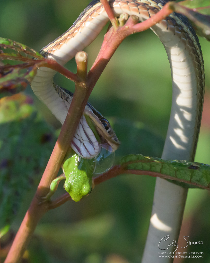 Ribbon Snake and Green Tree Frog at Huntley Meadows