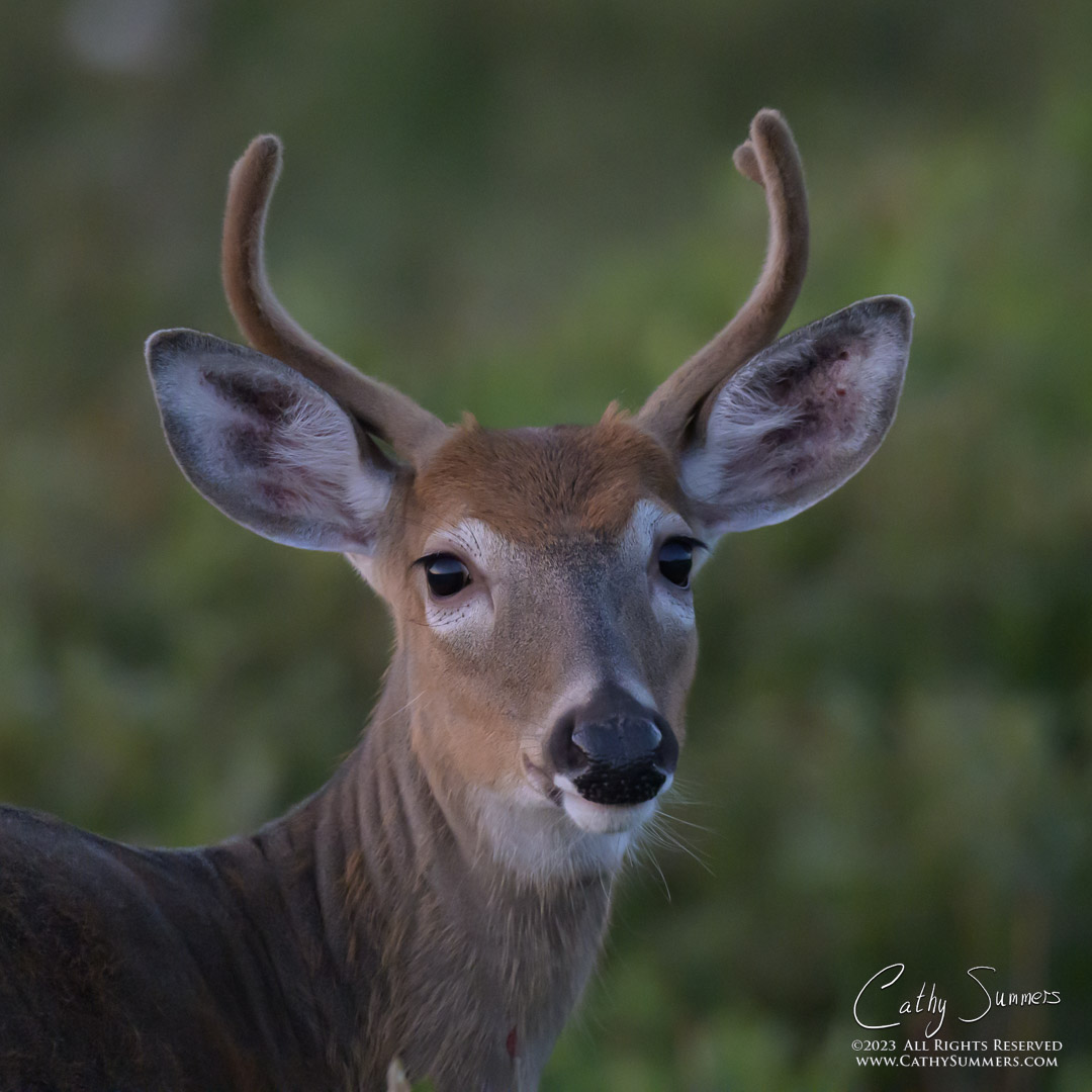 White Tailed Deer Buck in the Blue Light on a Summer Evening at Big Meadows