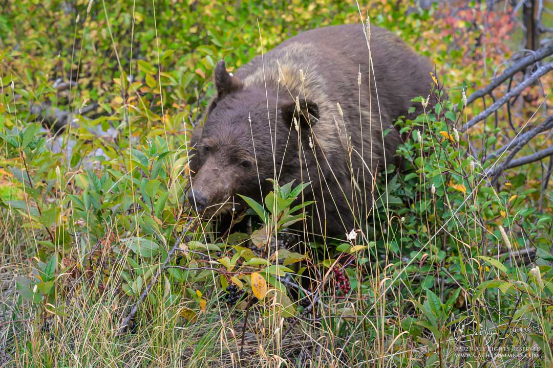 20230920_NZ86710: horizontal, grizzly bear, Glacier National Park, berries, Going to the Sun Road