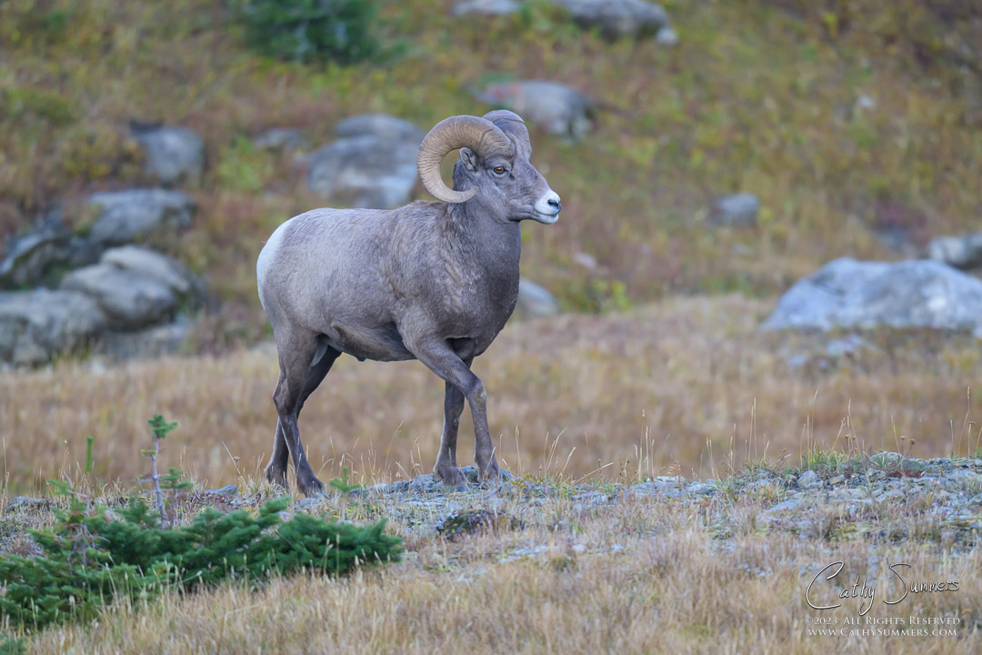 20230920_NZ93266: horizontal, Rocky Mountains, wildlife, Big Horn Sheep, ram, Glacier National Park, Logan Pass