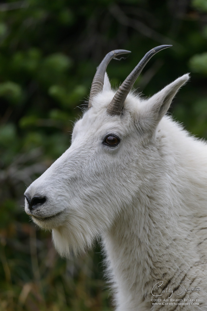 Mountain Goat at Logan Pass