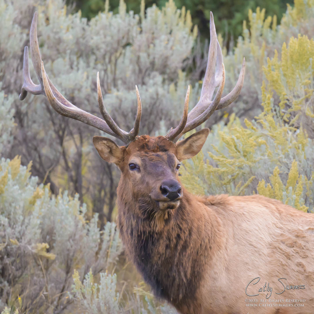 Bull Elk at Mammoth Hot Springs, Yellowstone National Park