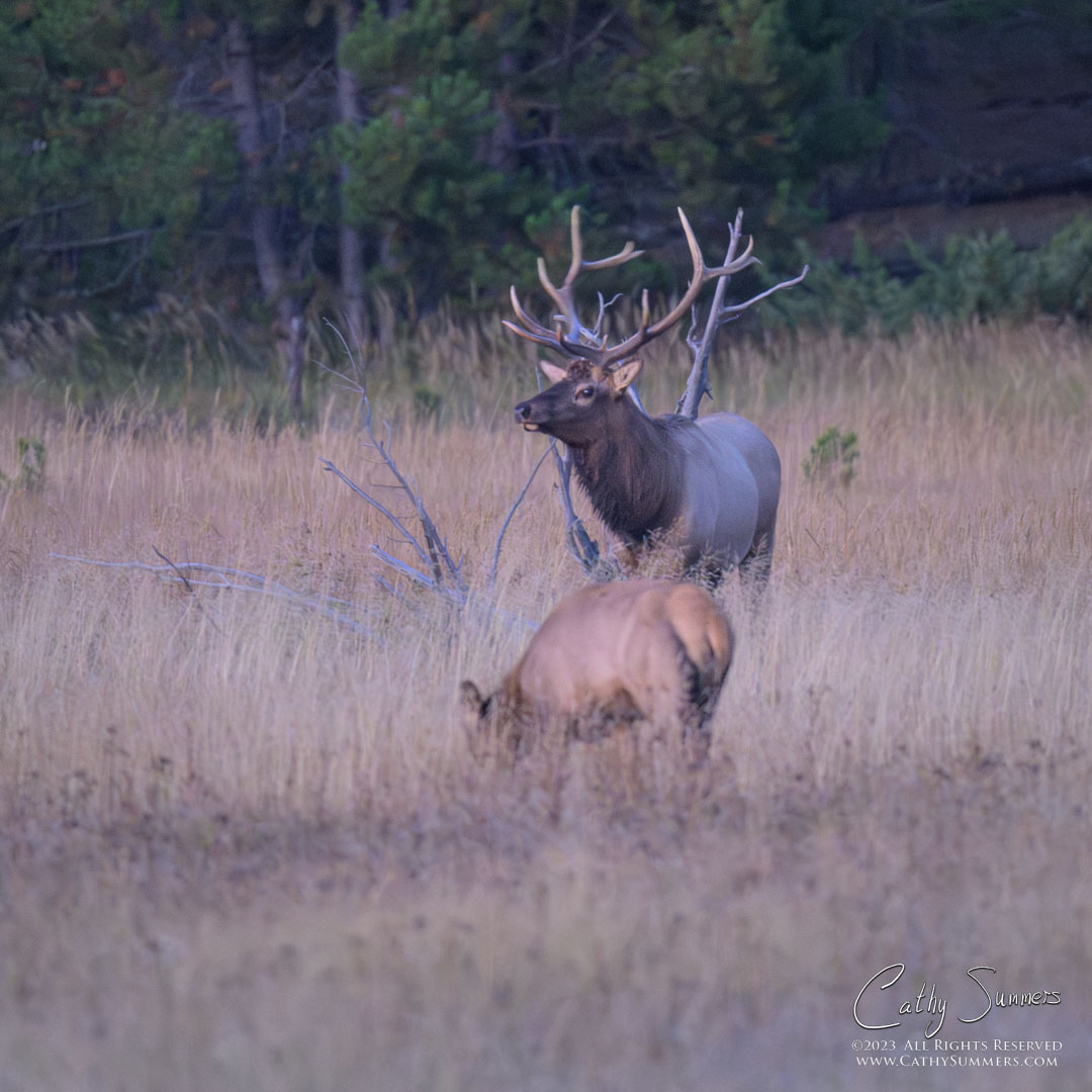 Bull Elk Standing Watch in a Meadow on the Madison River Before Sunrise in Yellowstone National Park