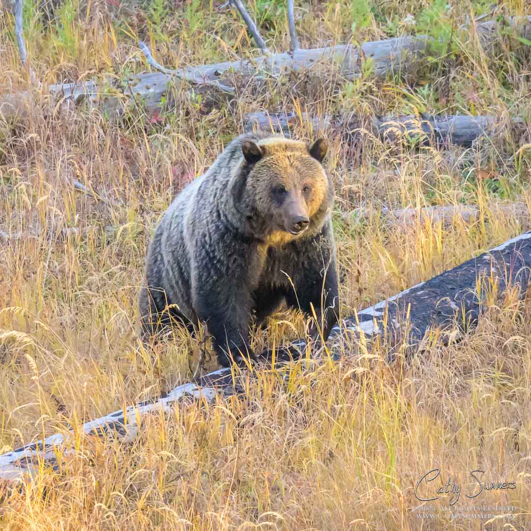 The Grizzly Bear Sow known as Jam in Yellowstone National Park