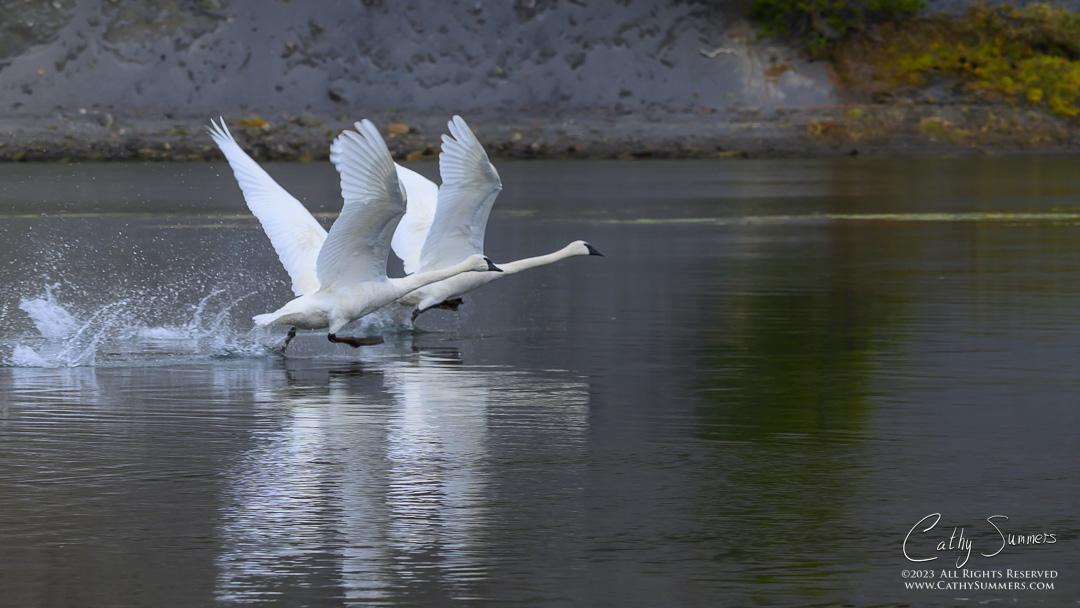 Trumpeter Swans Taking Flight in the Yellowstone River