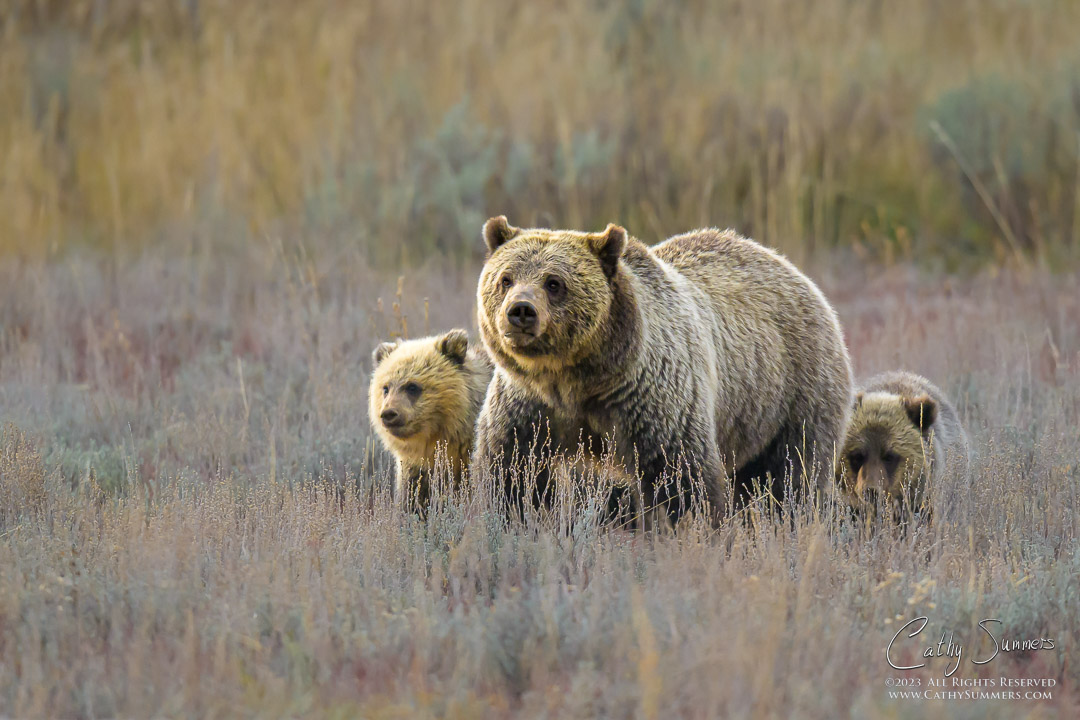 grizzly bear, Blondie, 793, Grand Teton National park, cubs, COY