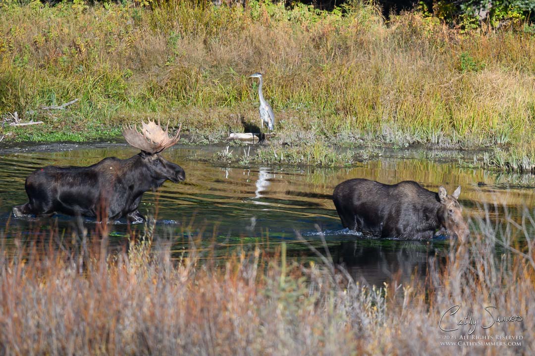 Great Blue Heron Looks on as an Amourous Bull Moose Pursues a Cow at Blacktail Ponds in Grand Teton National Park