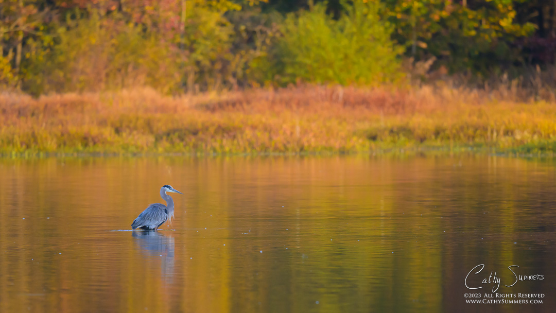 Great Blue Heron and Reflections on an Autumn Morning in Huntley Meadows