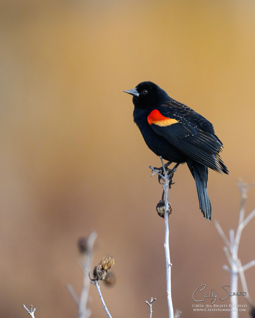 Red Winged Blackbird at Huntley Meadows