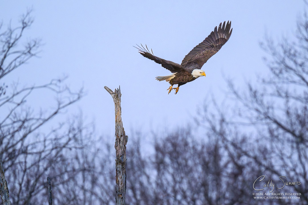 Bald Eagle Takes Flight at Huntley Meadows